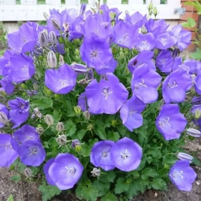 Колокольчик САНТА карпатский в Курске