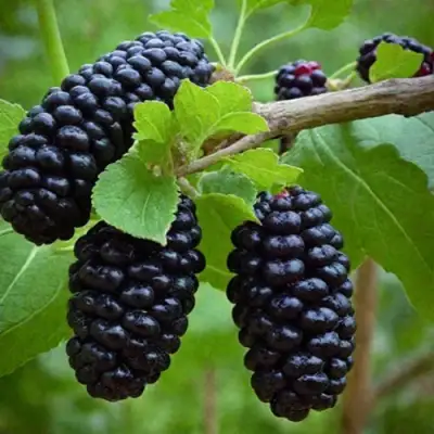 Шелковица плакучая в Курске