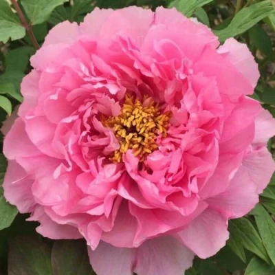 Пион РОЗОВЫЙ ЛОТОС древовидный в Курске