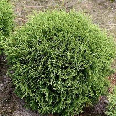 Туя ТИНИ ТИМ западная в Курске