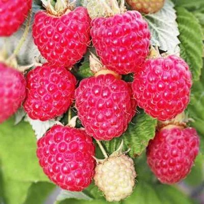 Малина ОКТАВИЯ в Курске