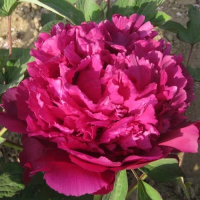 Пион ТАЙНАЯ СТРАСТЬ древовидный в Курске