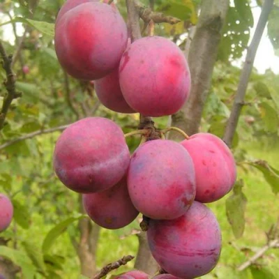 Слива ЭДИНБУРГСКАЯ в Курске
