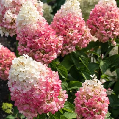 гортензия пинки промис