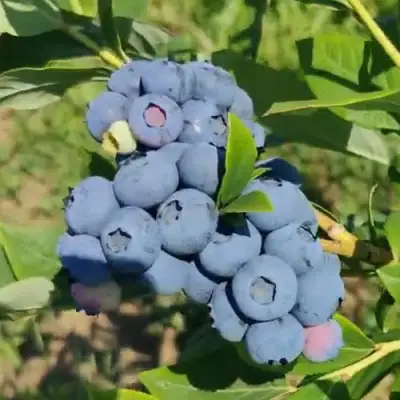 Голубика МЕГАС БЛЮ в Курске