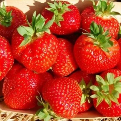 саженцы клубники Эльсанта