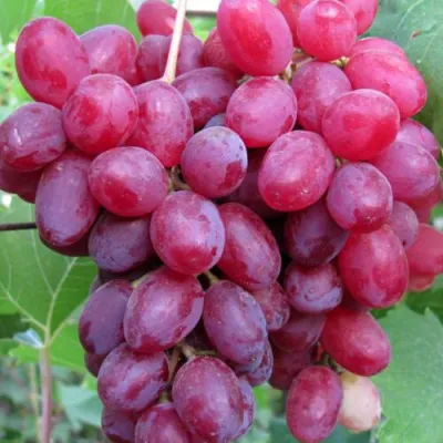 Виноград КИШМИШ ВЕЛЕС в Курске