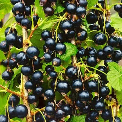 Смородина черная ИЗЮМНАЯ в Курске