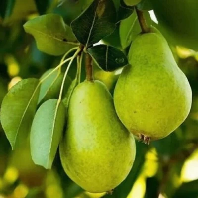 Груша СЕВЕРЯНКА колонновидная в Курске