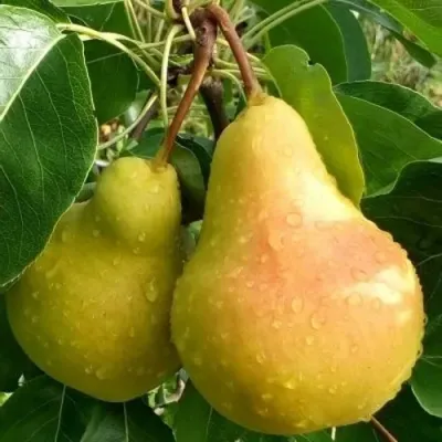 Груша ЛАДА в Курске