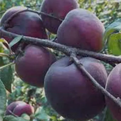 Абрикос ЧЕРНЫЙ БАРХАТ в Курске