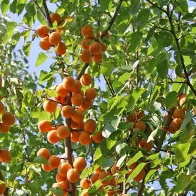 Абрикос ОРЛОВЧАНИН в Курске