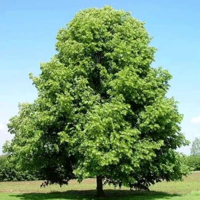 Липа мелколистная в Курске
