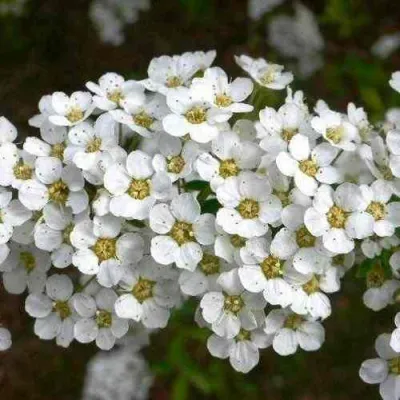 Спирея ГРЕФШЕЙМ в Курске