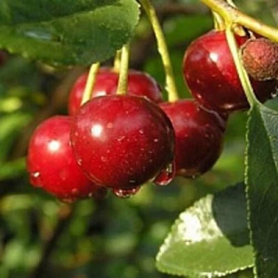 Вишня ПАМЯТЬ ЕНИКЕЕВА в Курске