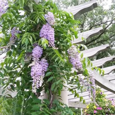 Глициния макростахия БЛЮ МУН в Курске