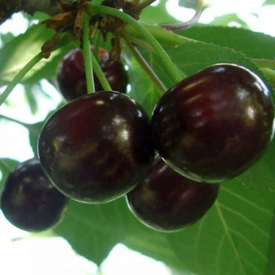 Дюк КСЕНИЯ (ЧЕРЕВИШНЯ) в Курске