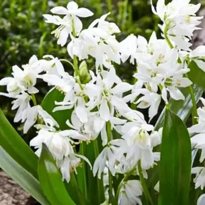 Пролеска ВАЙТ сибирская в Курске