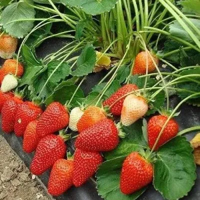 Клубника РОКСАНА в Курске