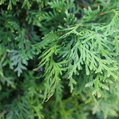 Туя ПИРАМИДАЛИС КОМПАКТА западная в Курске