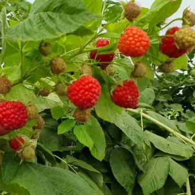 Малина КВЕЛЛИ в Курске