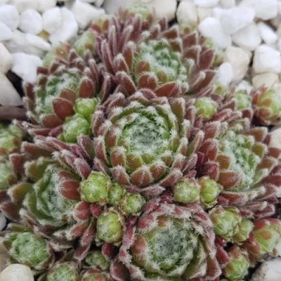 Молодило МОРКЕРС МЕРИТ в Курске