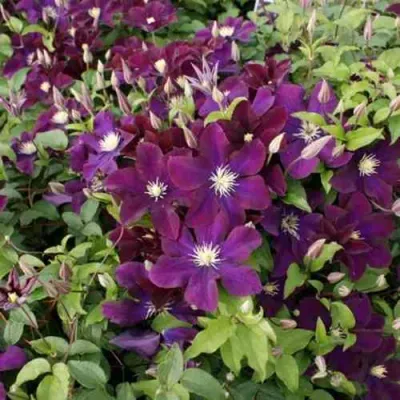 Клематис ГЕРОИ ВАРШАВЫ в Курске