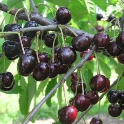 Черешня ЛЮБИМИЦА АСТАХОВА в Курске
