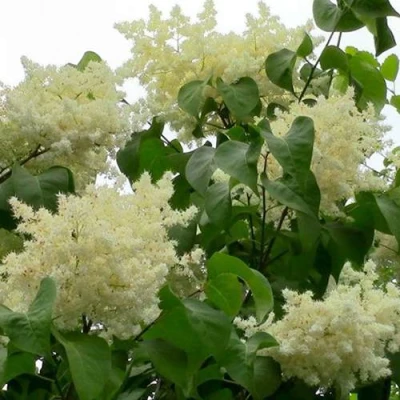 Сирень АМУРСКАЯ в Курске