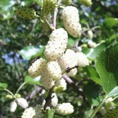 Шелковица БЕЛАЯ МЕДОВАЯ в Курске