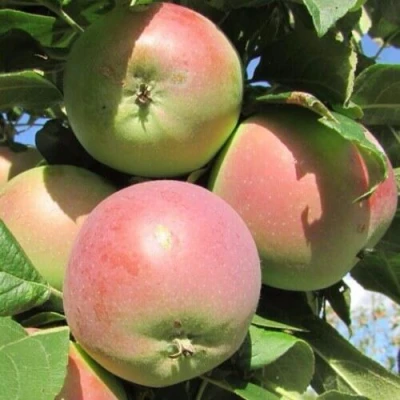 Яблоня МОСКОВСКОЕ ЗИМНЕЕ в Курске