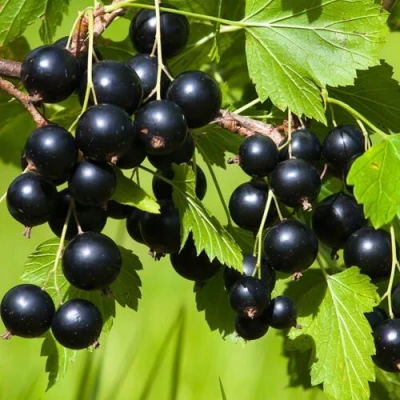 Смородина чёрная БЕЛОРУССКАЯ СЛАДКАЯ в Курске