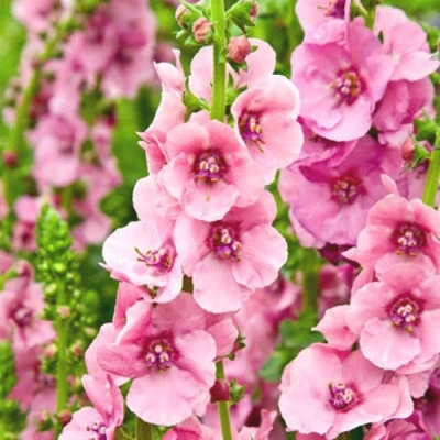 Коровяк ПИНК ДОМИНО гибридный (вербаскум) в Курске