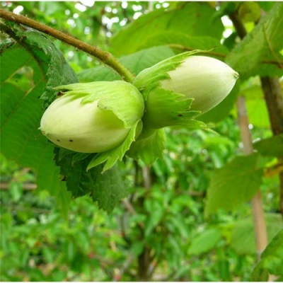 Фундук КОСФОРД в Курске