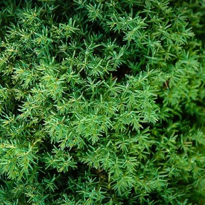 Туя ТЕДДИ западная в Курске