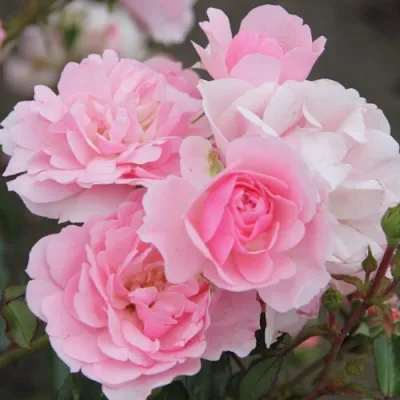 Роза БОНИКА флорибунда в Курске