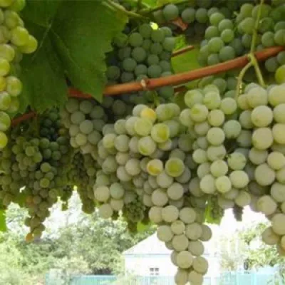 Виноград АНАНАСНЫЙ РАННИЙ в Курске