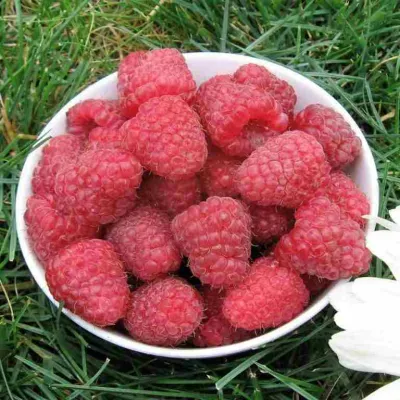 Малина КАРАМЕЛЬНАЯ в Курске