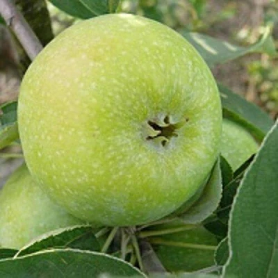 Яблоня РЕНЕТ СИМИРЕНКО в Курске