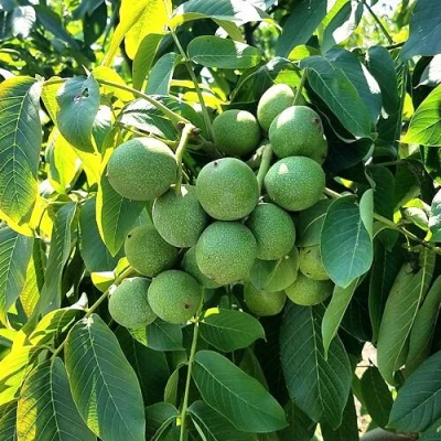 Грецкий орех  ИЗЯЩНЫЙ в Курске