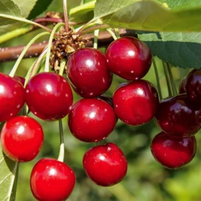 Вишня ЛЮБСКАЯ в Курске