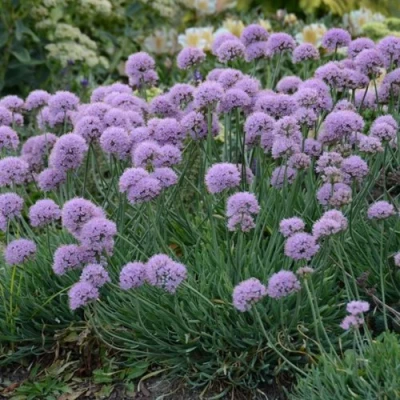 Лук ЛИЗА БЛЮ стареющий в Курске