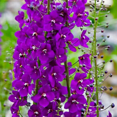 Коровяк ВИОЛЕТТА (вербаскум) в Курске