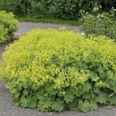 Манжетка ТРИЛЛЕР мягкая в Курске