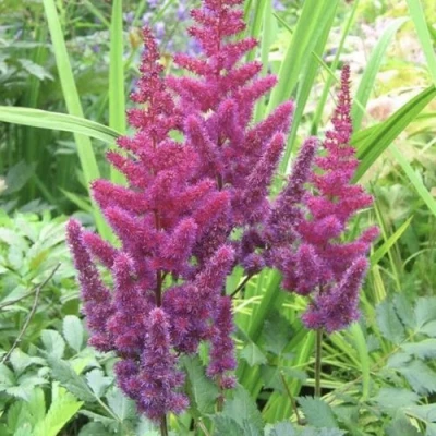 Астильба КАРАОКЕ ПАРТИ китайская в Курске