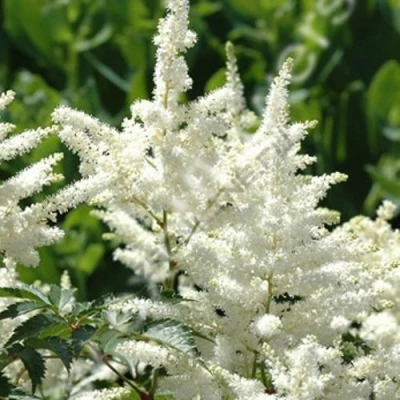 Астильба ХЭППИ ДЕЙ Арендса в Курске