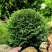 Туя ДАНИКА западная в Курске