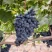 Виноград МУКУЗАНИ в Курске