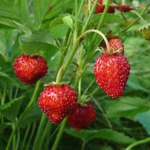 Земляника АЛЬПИЙСКАЯ  Земляника АЛЬПИЙСКАЯ в Курске