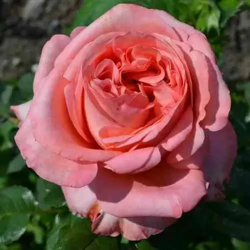 Саженцы роз ЛОНДОН АЙ чайно-гибридная в Курске